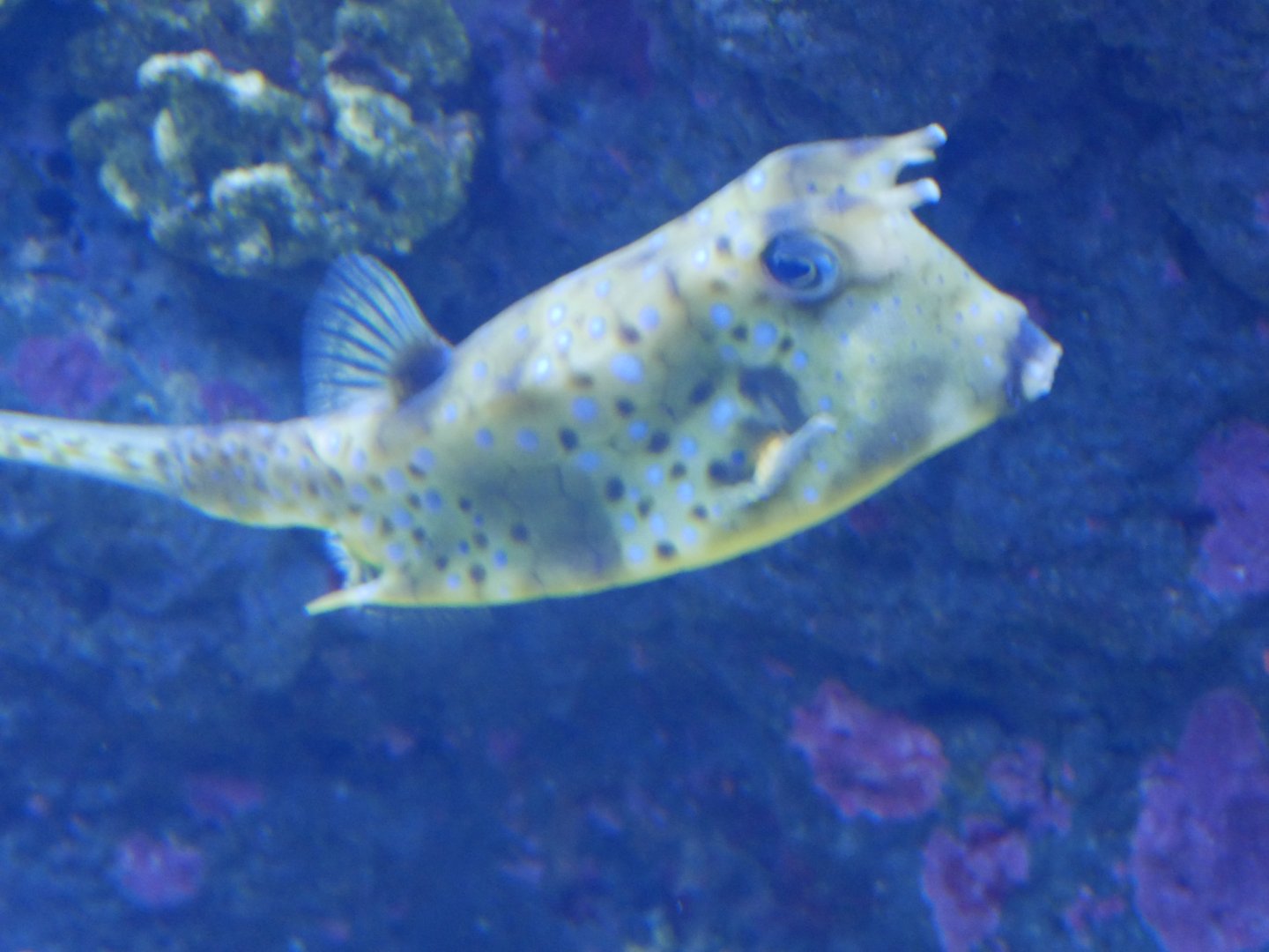 Longhorn Cowfish -  Lactoria cornuta