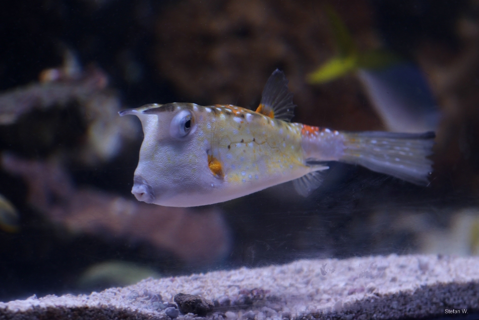 Longhorn Cowfish (Lactoria cornuta)
