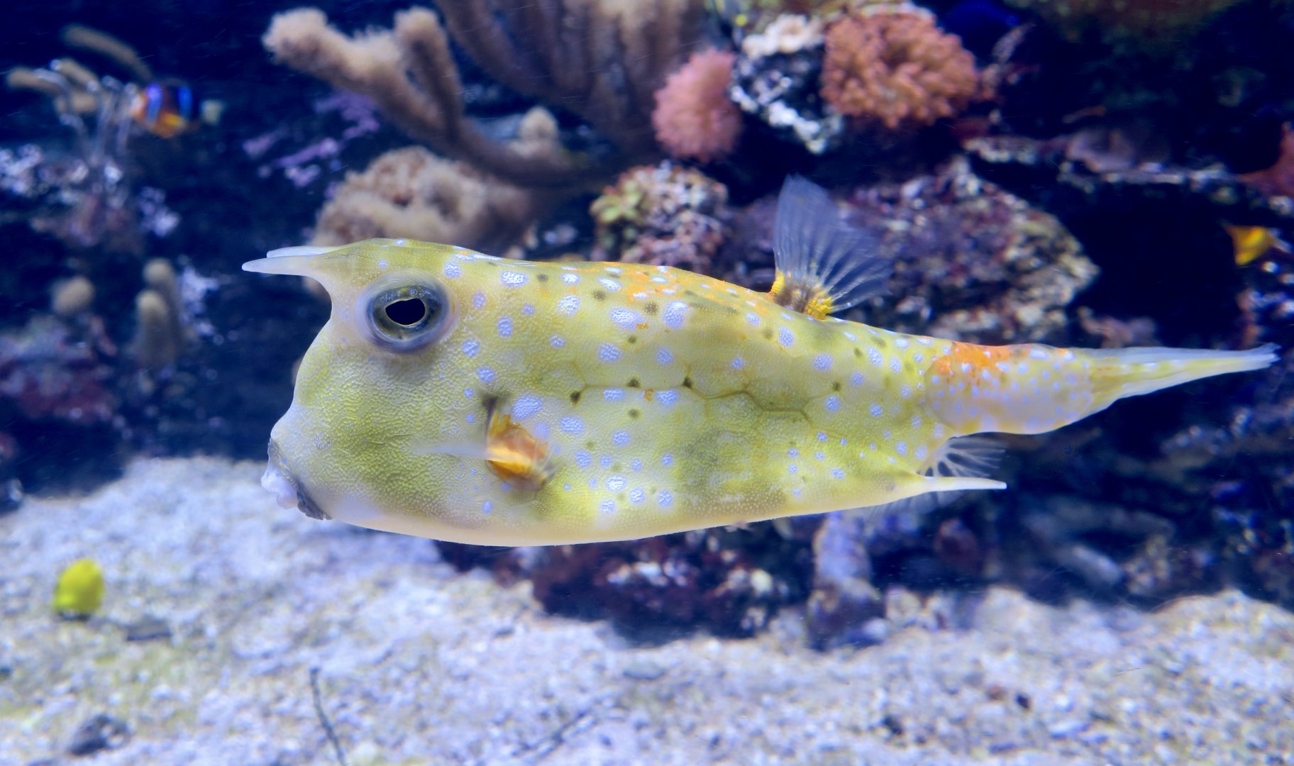 Longhorn Cowfish (Lactoria cornuta)