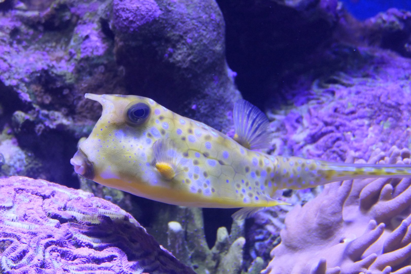 Longhorn Cowfish (Lactoria cornuta)