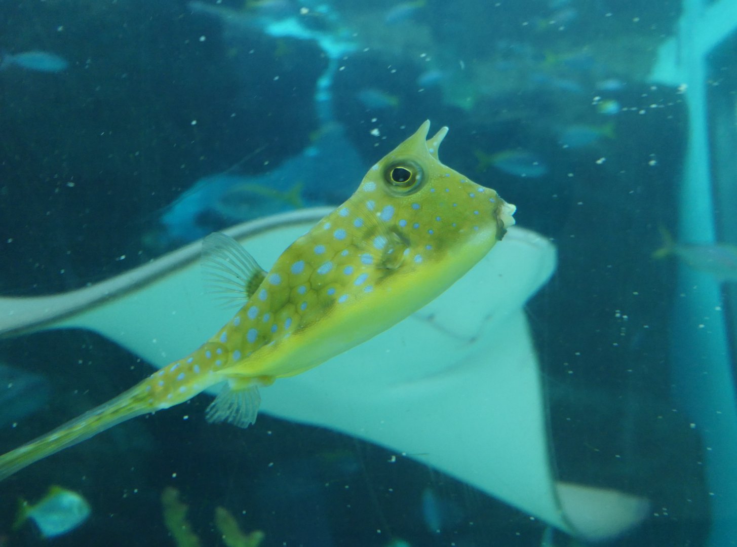 Longhorn Cowfish (Lactoria cornuta)