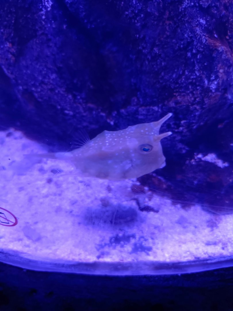Longhorn Cowfish (Lactoria cornuta)