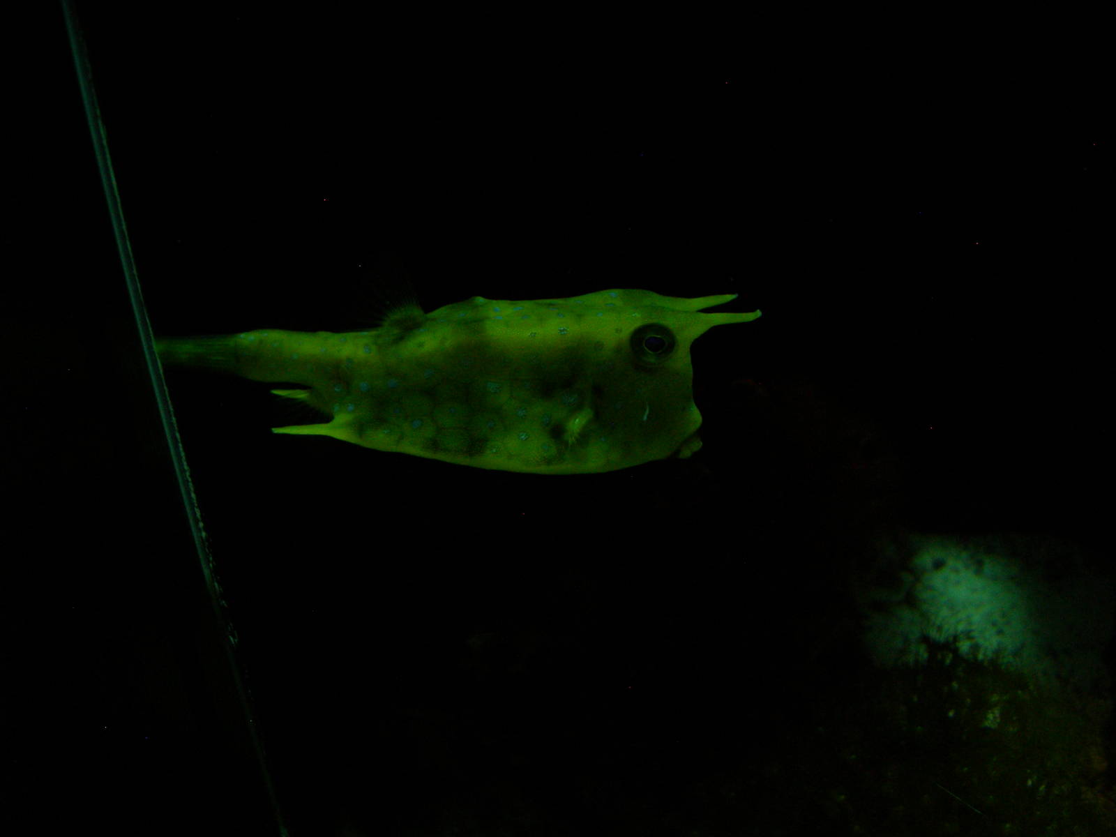 Longhorn cowfish