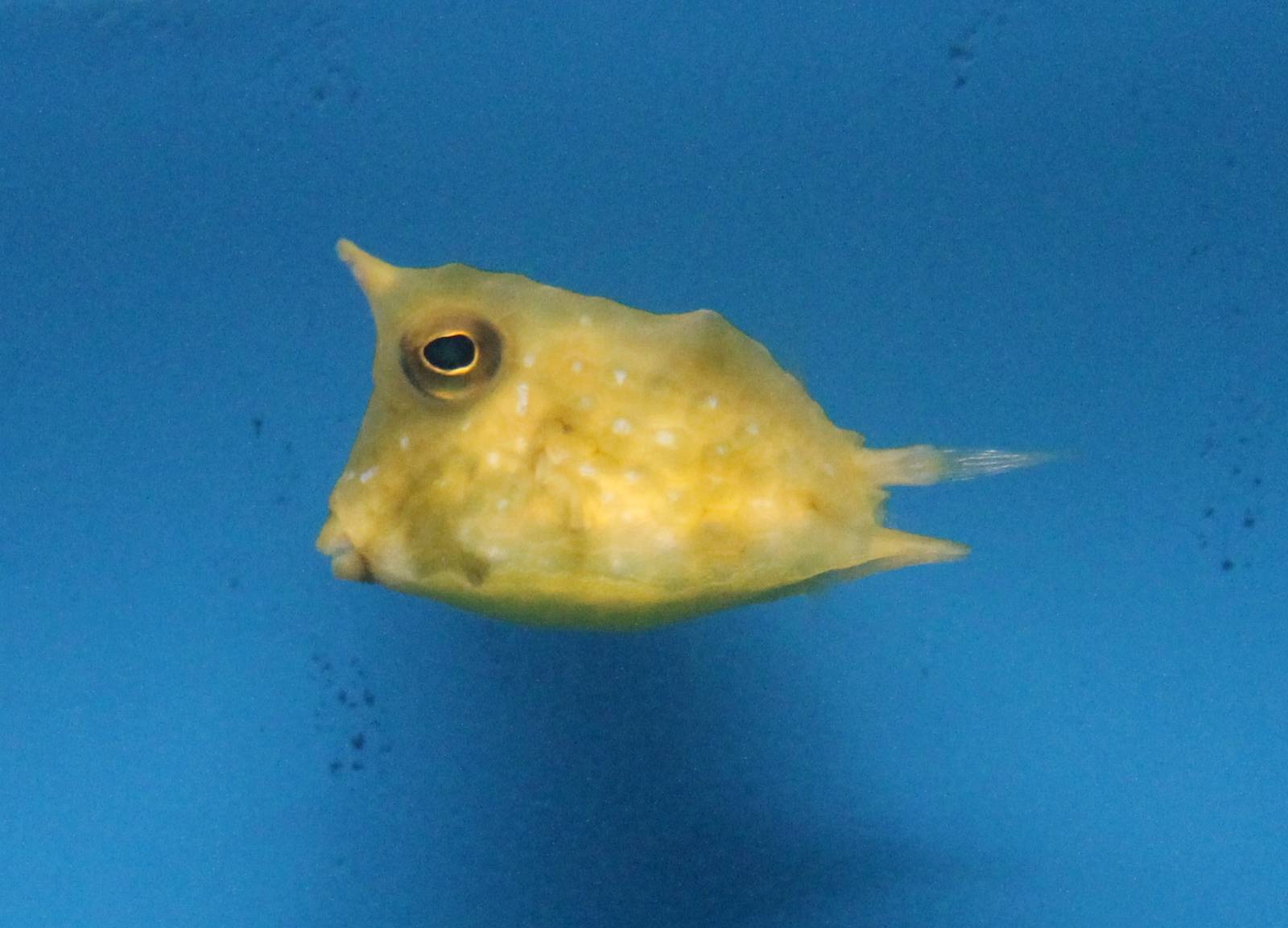Longhorn cowfish