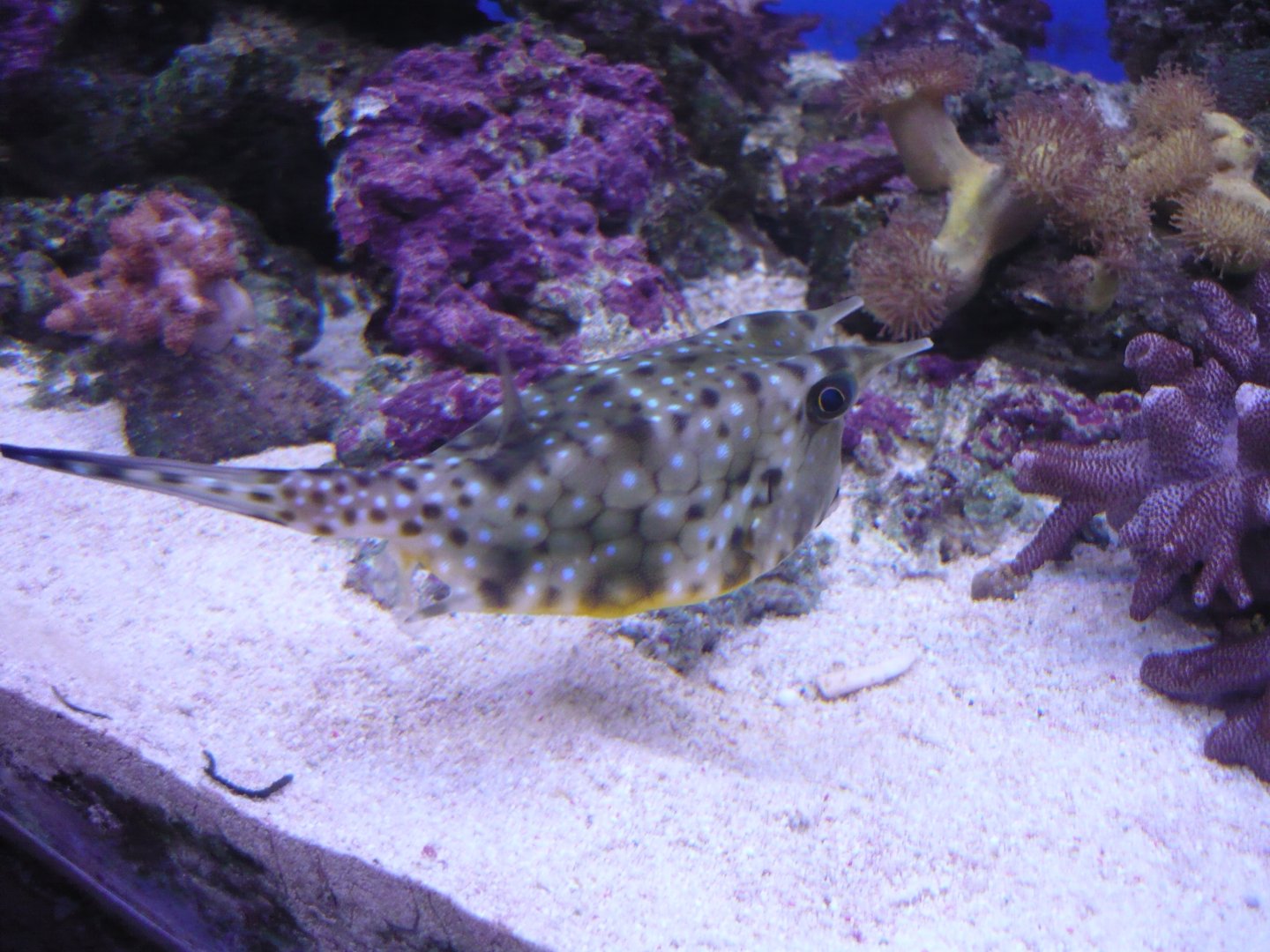 Longhorn cowfish