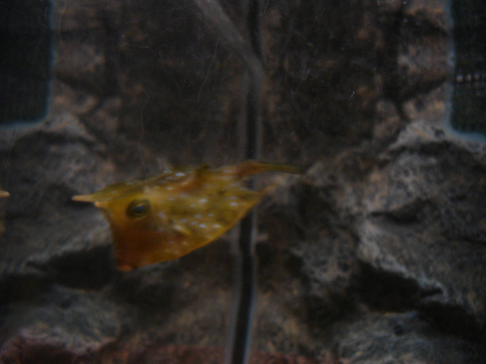 Longhorn Cowfish