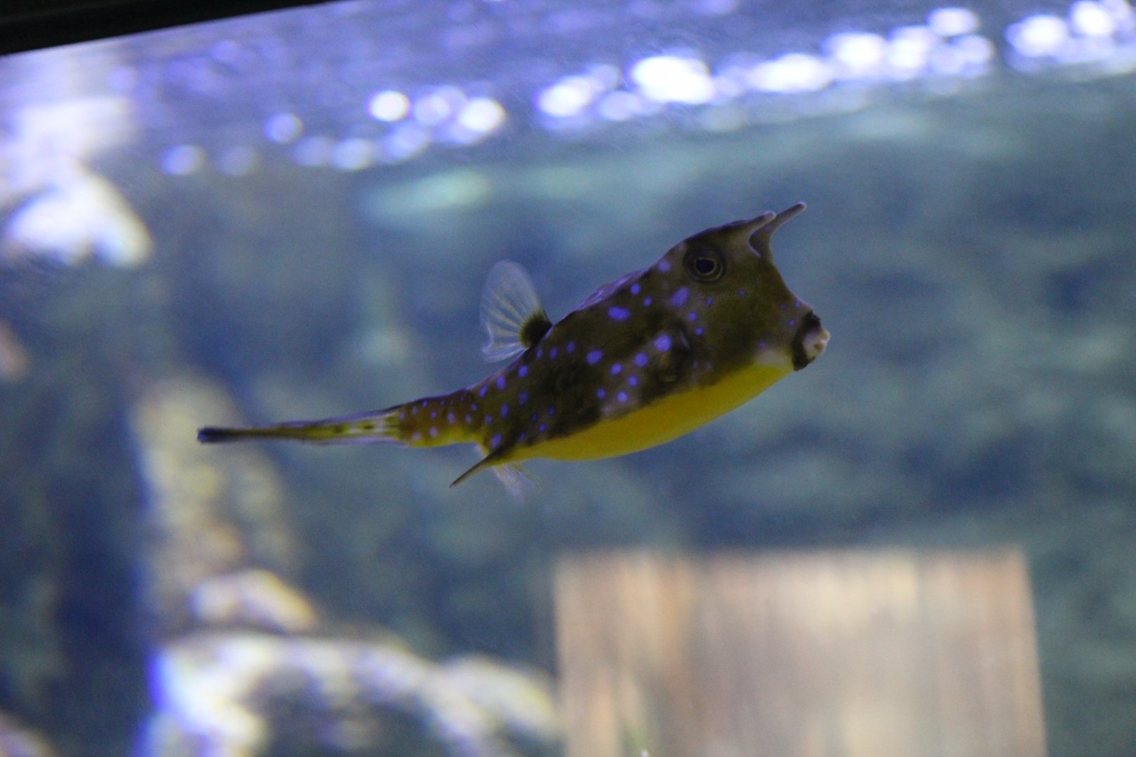 Longhorn Cowfish