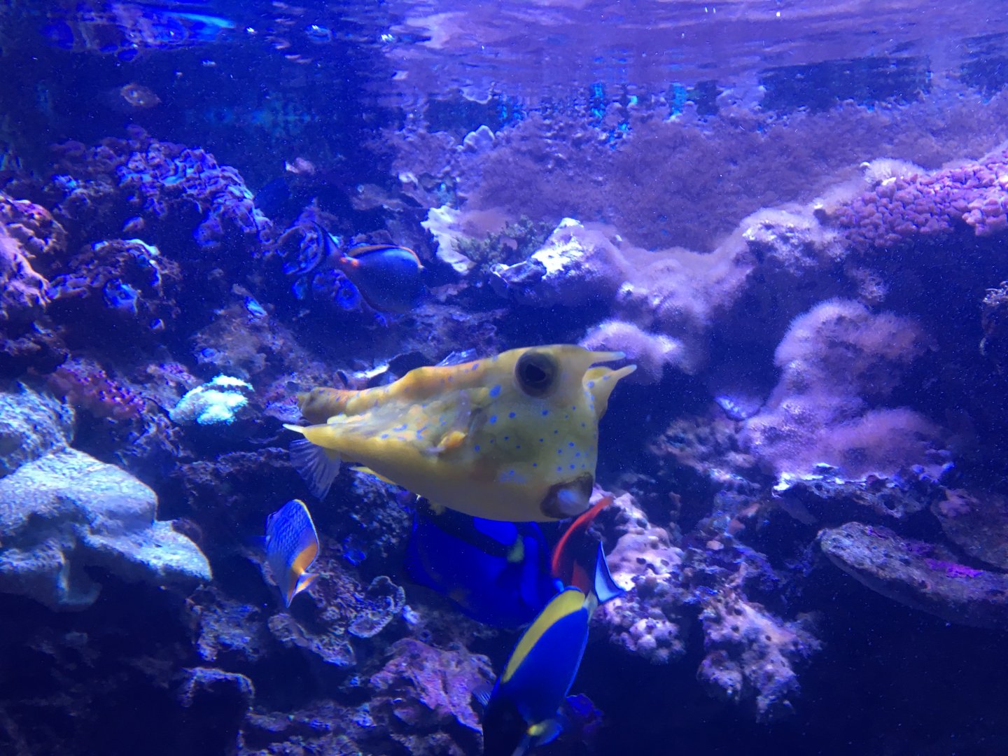 Longhorn cowfish