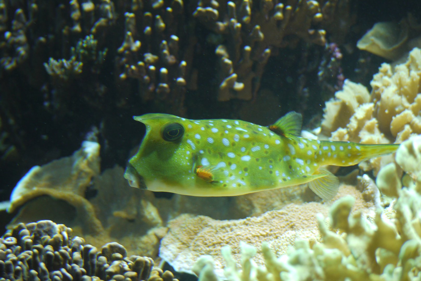 Longhorn Cowfish