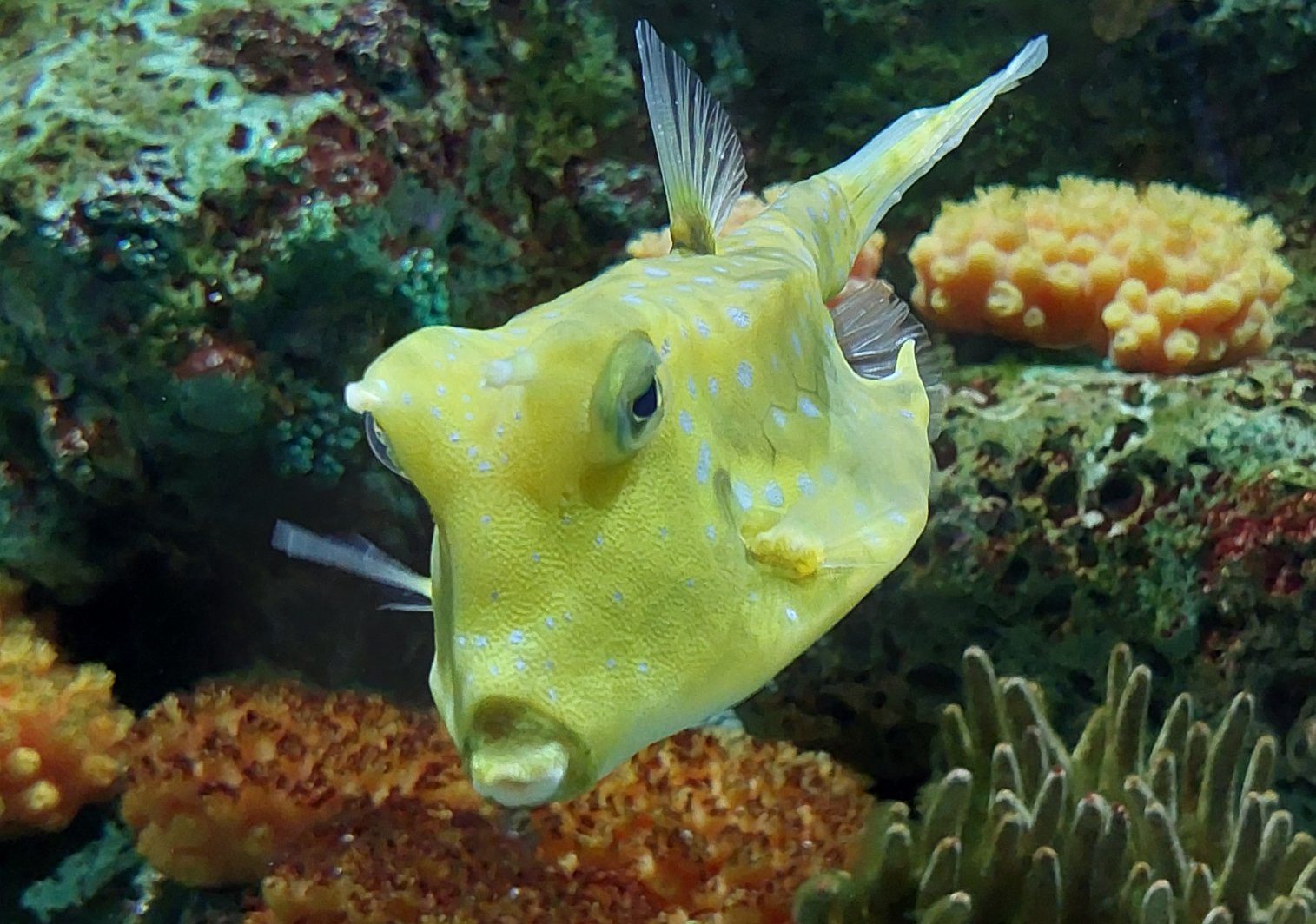 Longhorn Cowfish