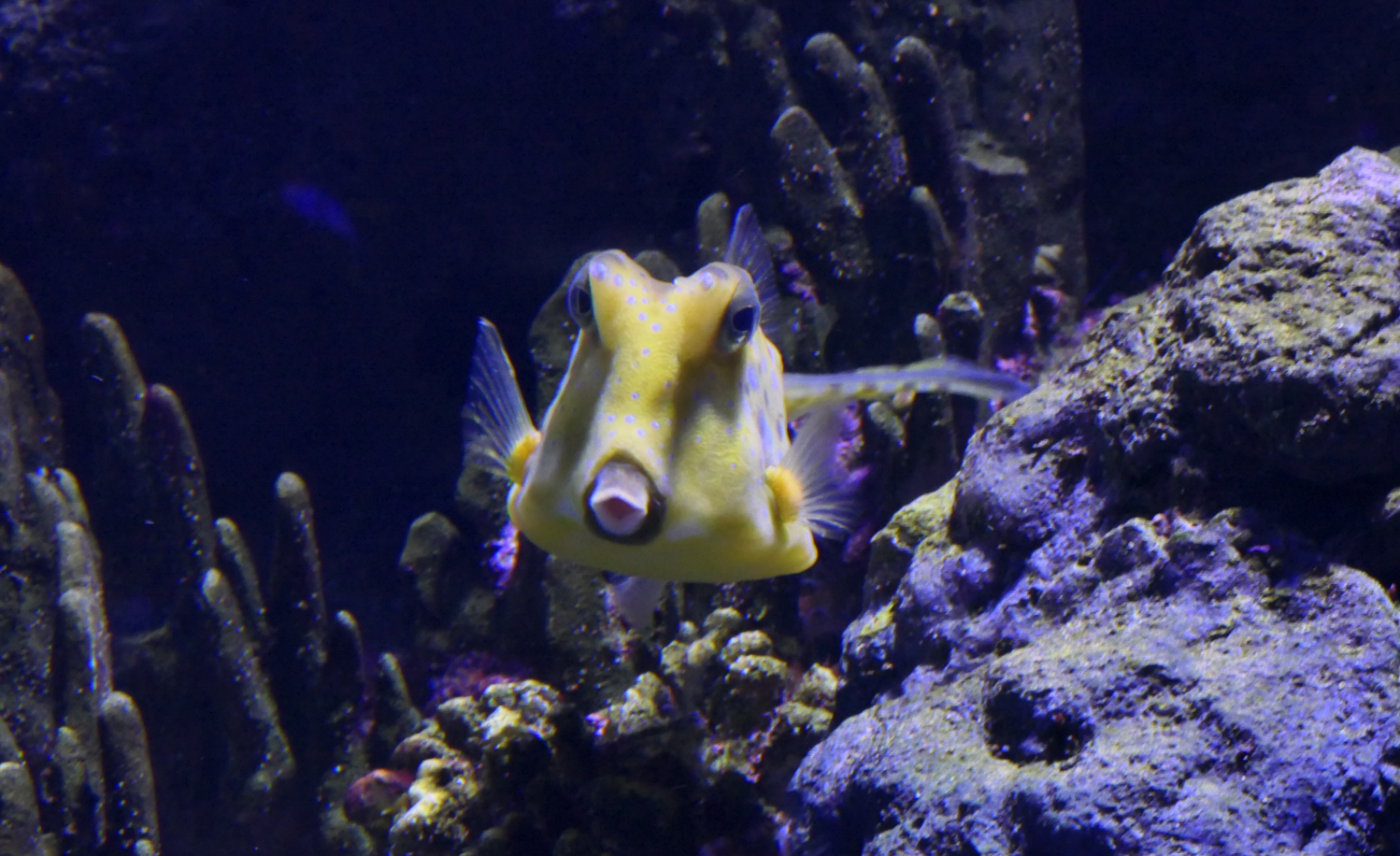 Longhorn Cowfish