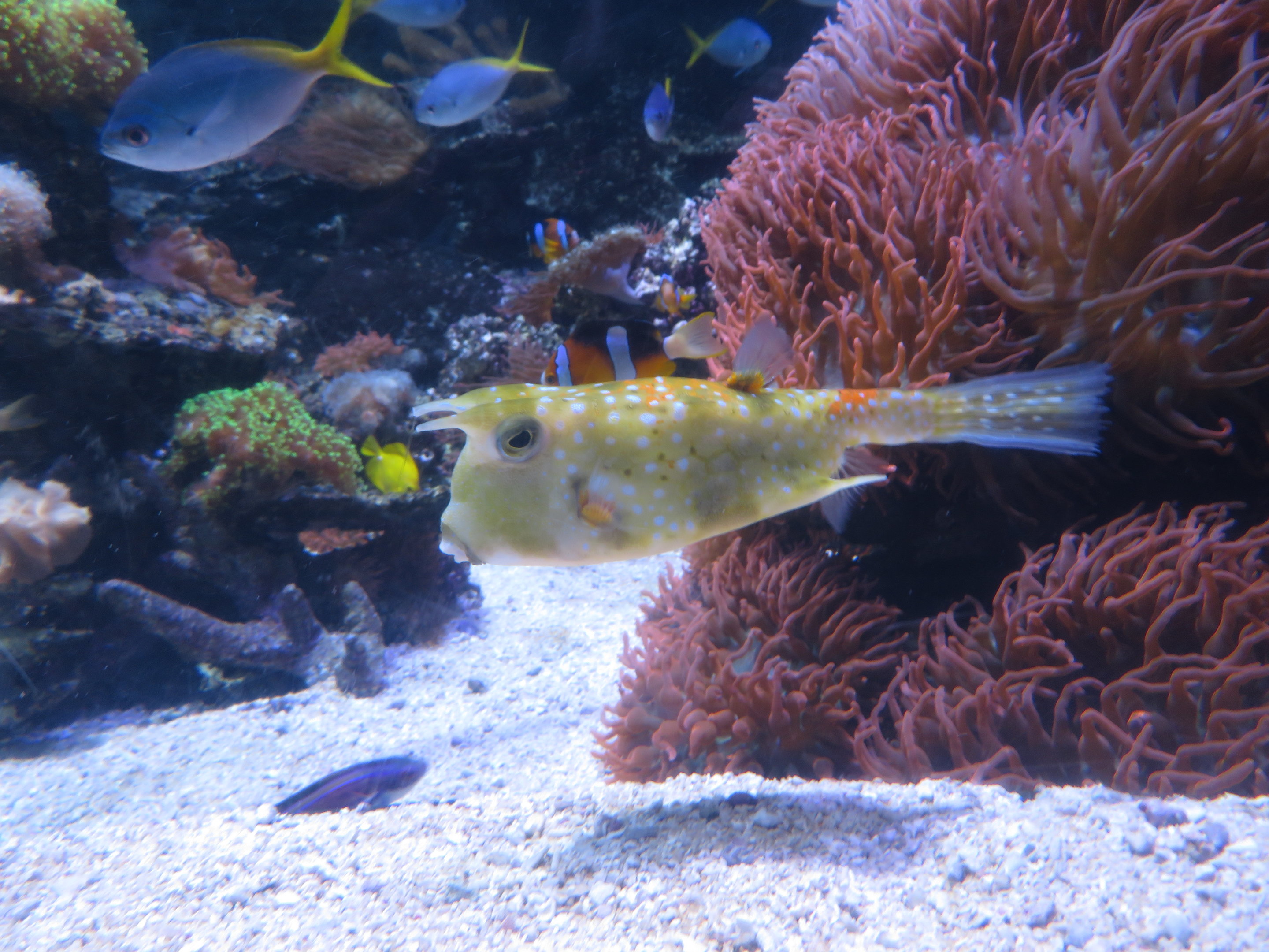 Longhorn Cowfish
