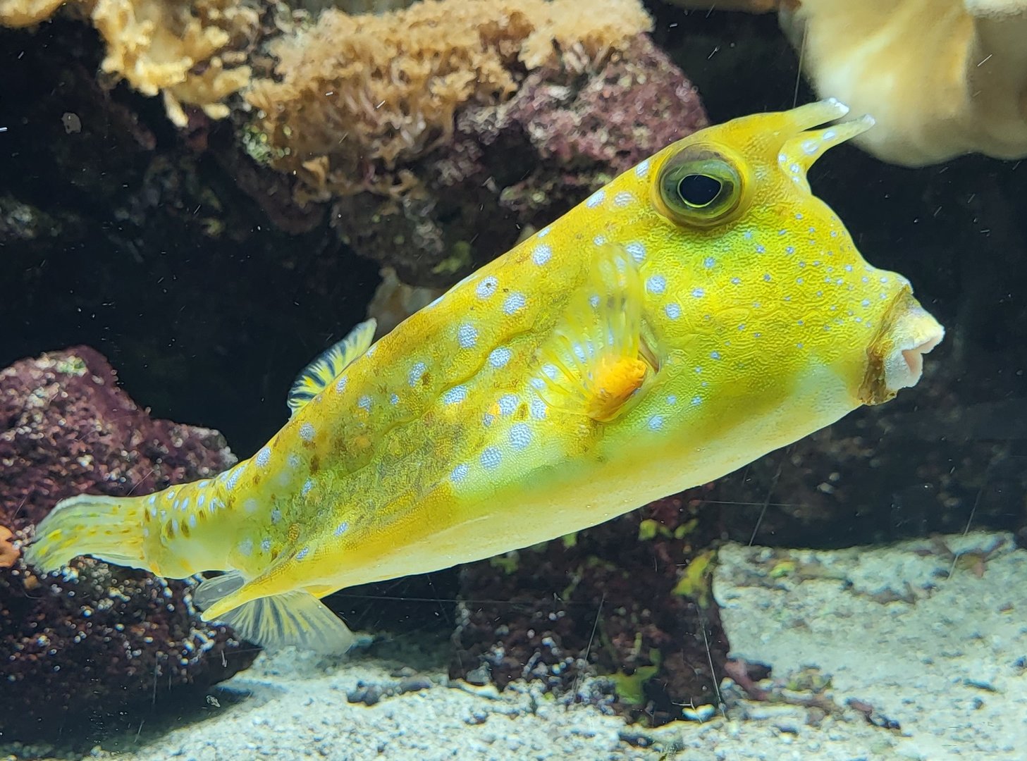 Longhorn cowfish