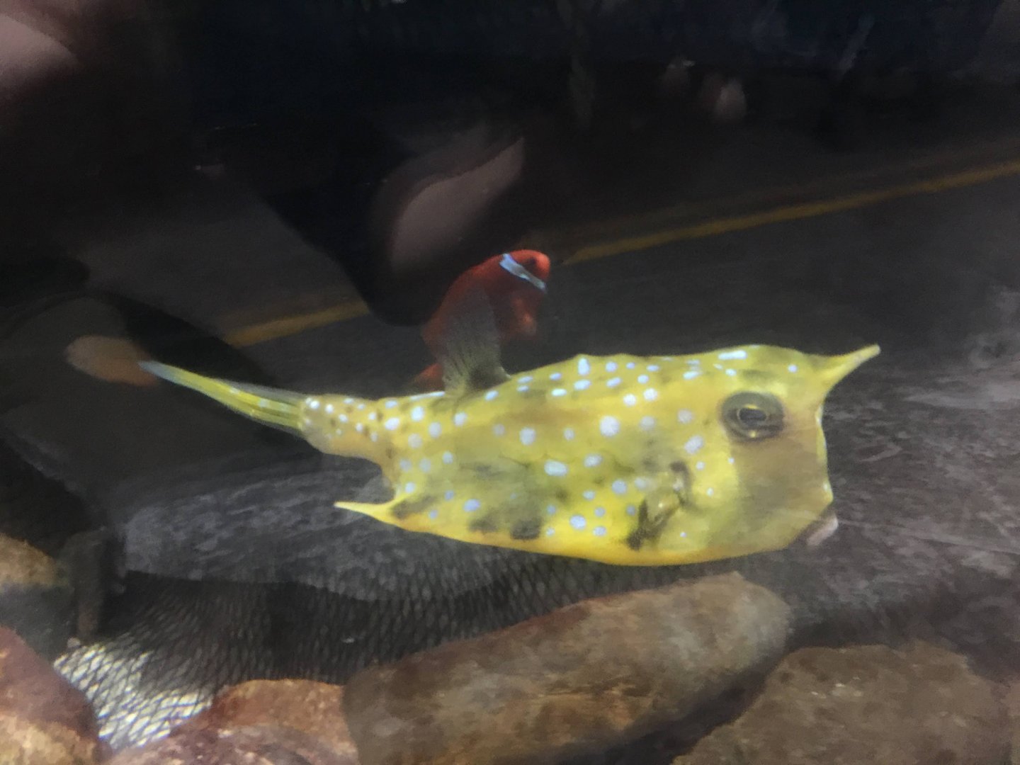 Longhorn Cowfish