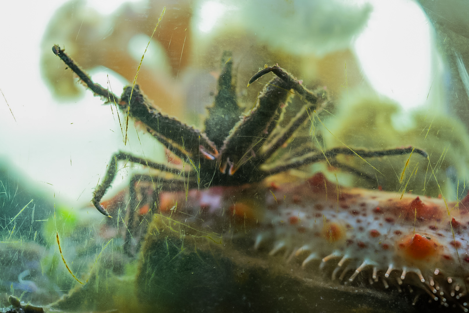 Longhorn Decorator Crab