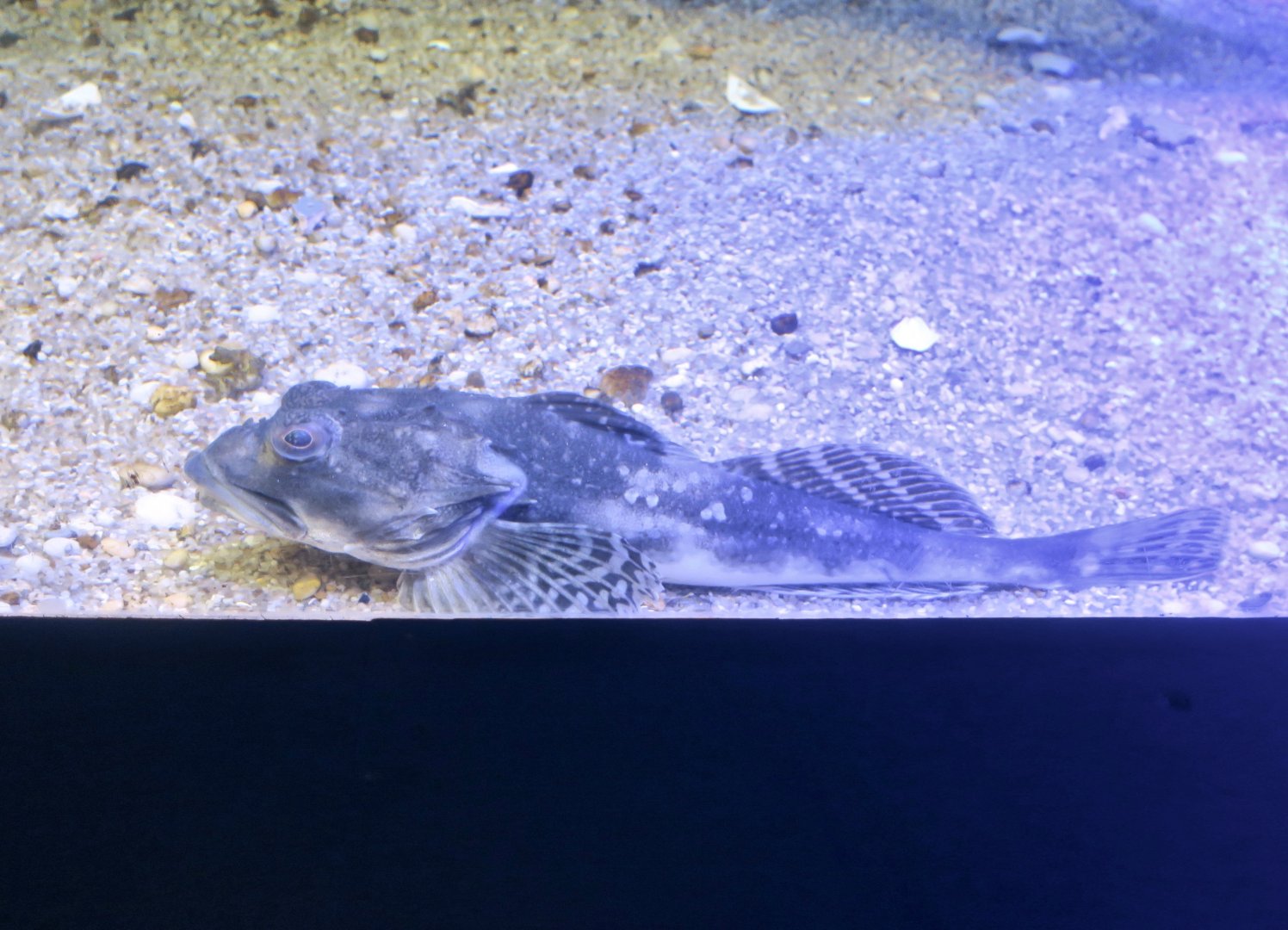 Longhorn Sculpin (Myoxocephalus octodecemspinosus)