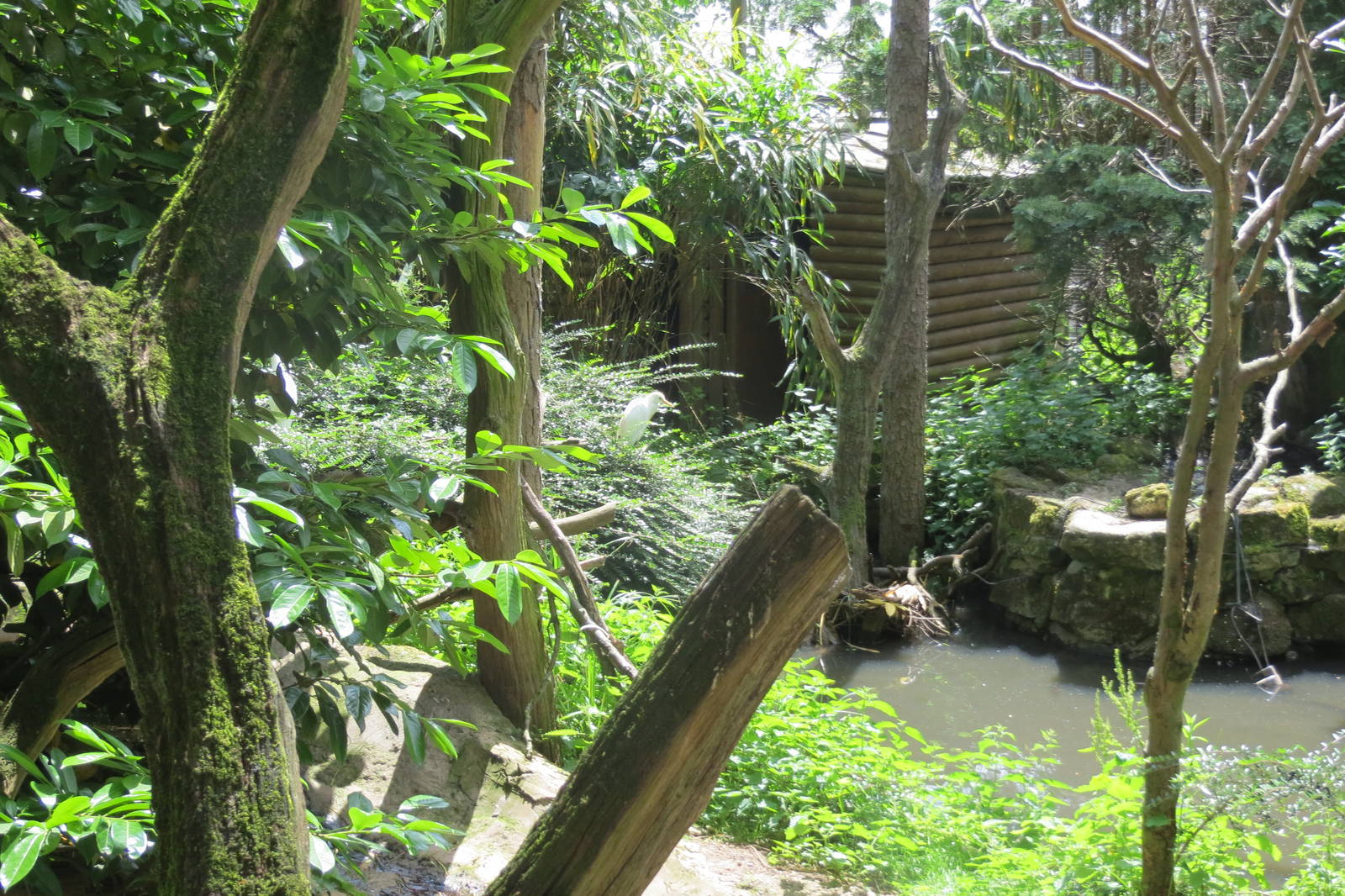 Longhouse Aviary 110715