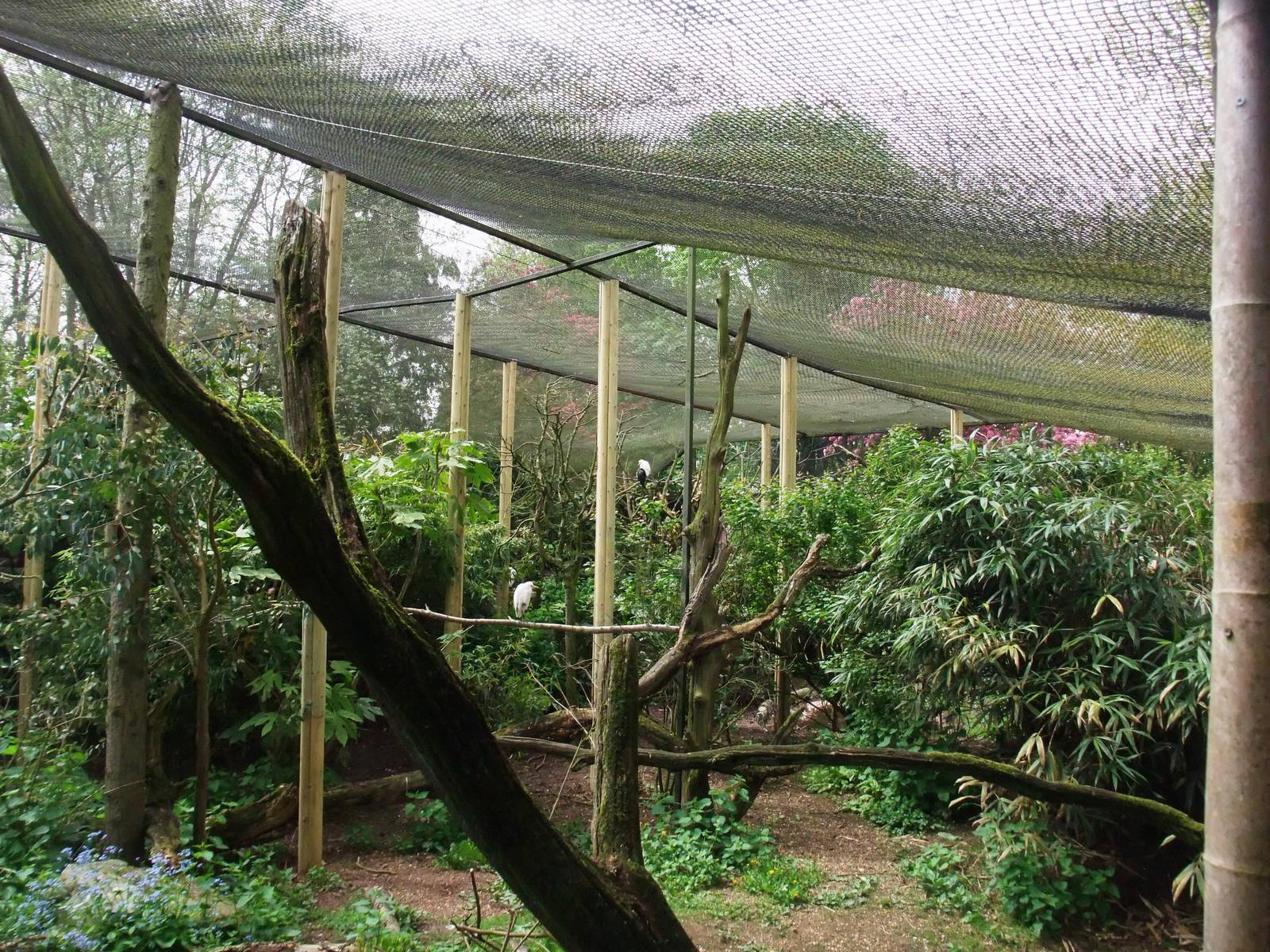 Longhouse Aviary at Twycross, 18/05/13