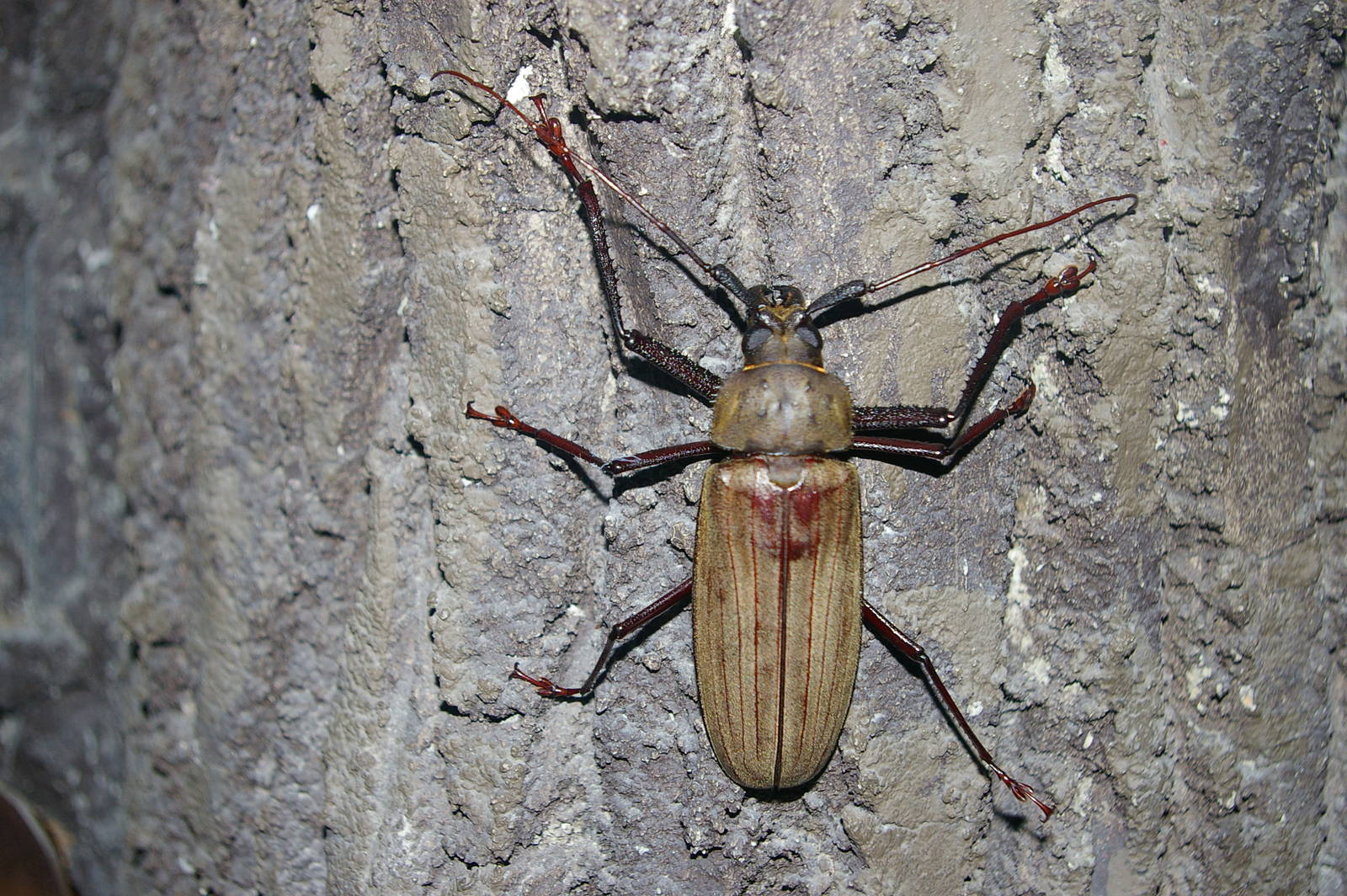longicorn beetle