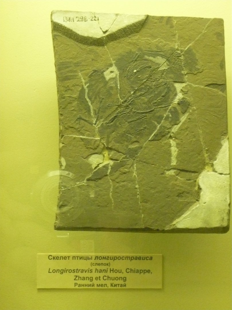 Longirostravis hani (cast)