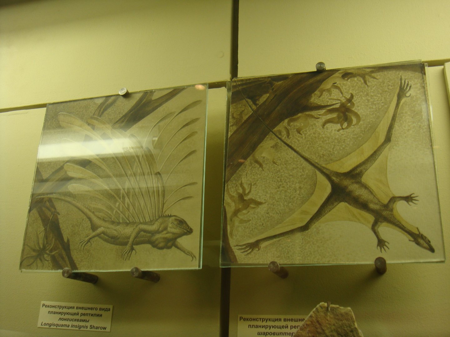 Longisquama insignis and Sharovipteryx mirabilis reconstructions