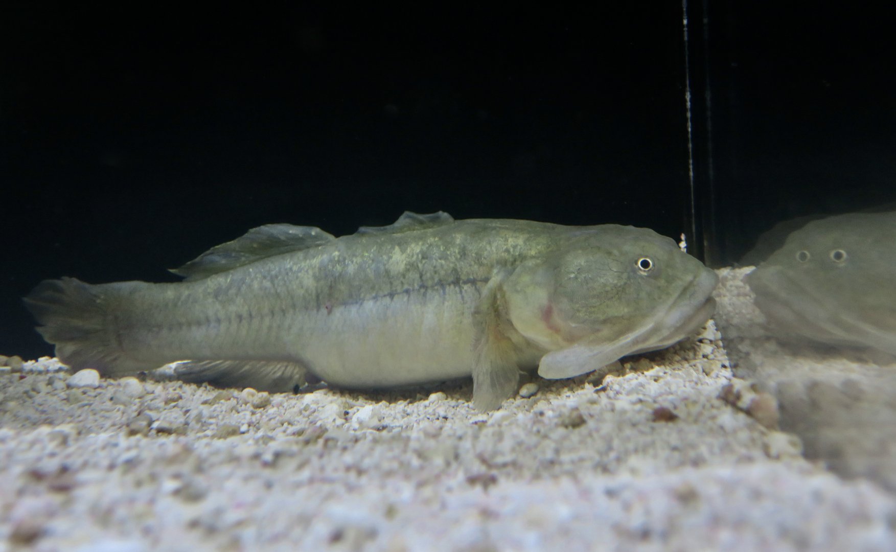 Longjaw Mudsucker (Gillichthys mirabilis)