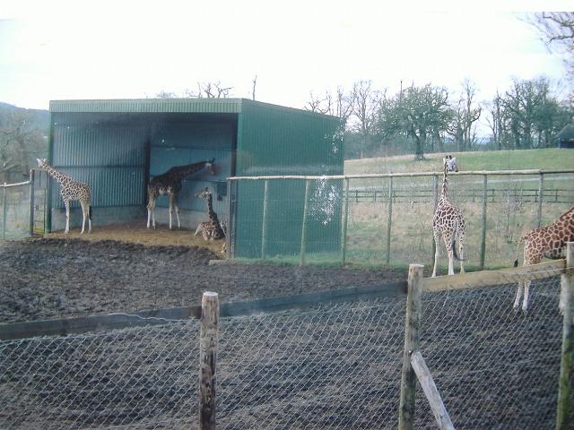 Longleat giraffe paddock