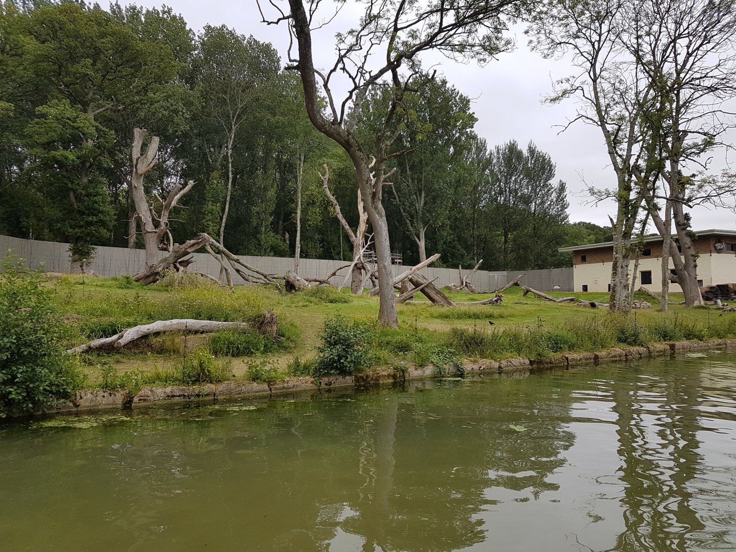 Longleat - Gorilla Colony