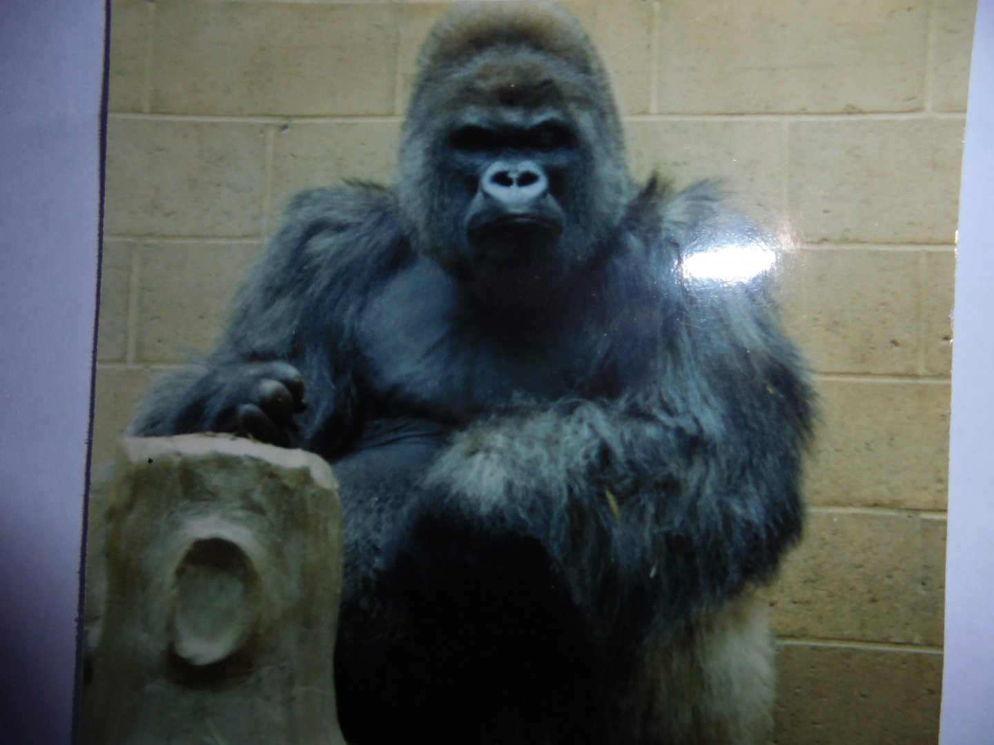 Longleat Gorilla Nico at Bristol 1991