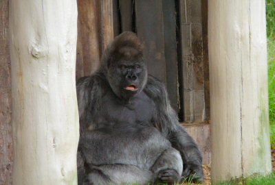 Longleat gorilla