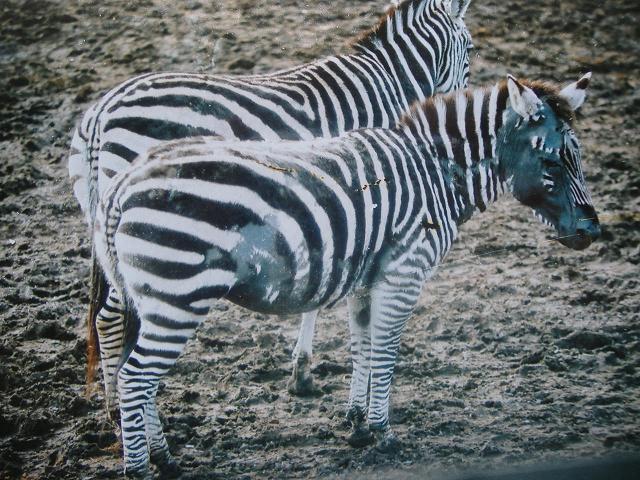 Longleat hair loss from zebra