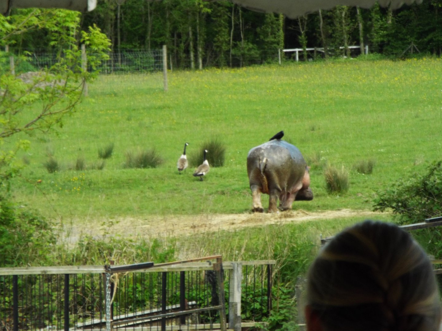 Longleat hippo on land!!!