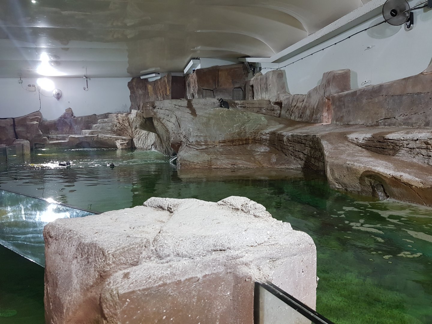 Longleat - Indoor Penguin Exhibit