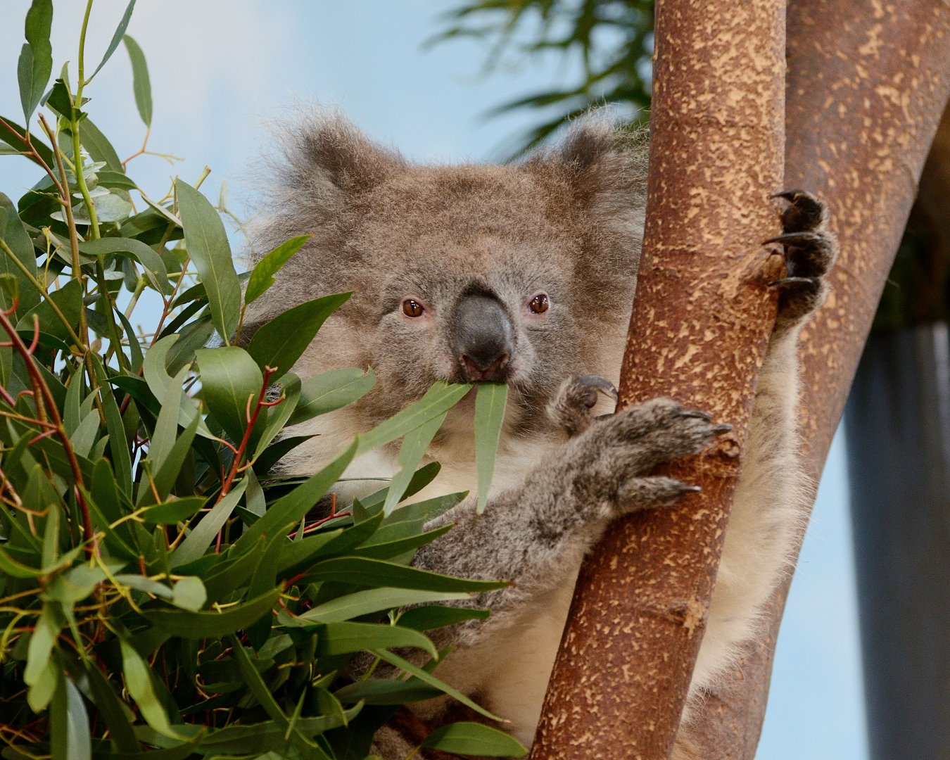 Longleat - Koala
