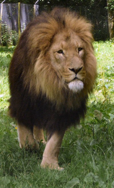 Longleat male lion
