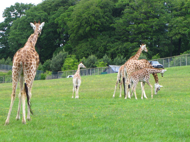 Longleat Safari & Adventure Park 29.05.2011