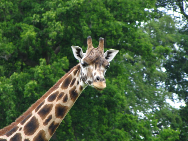 Longleat Safari & Adventure Park 29.05.2011
