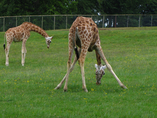 Longleat Safari & Adventure Park 29.05.2011