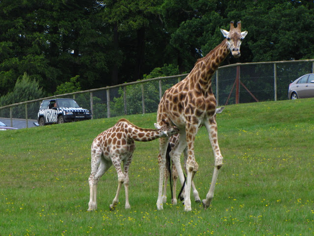 Longleat Safari & Adventure Park 29.05.2011