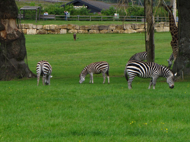 Longleat Safari & Adventure Park 29.05.2011