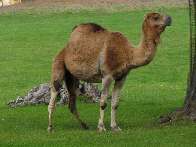 Longleat Safari & Adventure Park 29.05.2011