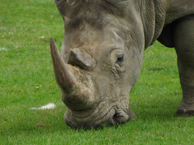 Longleat Safari & Adventure Park 29.05.2011