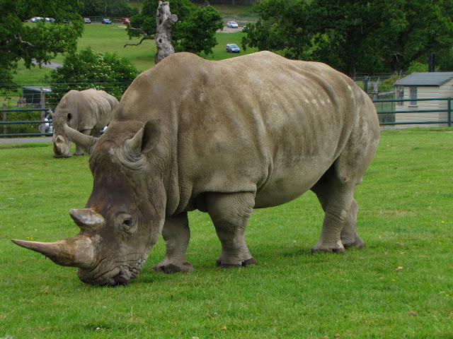 Longleat Safari & Adventure Park 29.05.2011