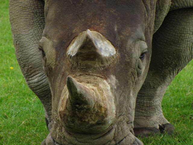 Longleat Safari & Adventure Park 29.05.2011