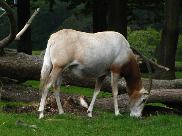 Longleat Safari & Adventure Park 29.05.2011