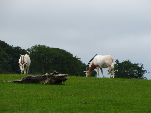 Longleat Safari & Adventure Park 29.05.2011