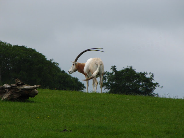 Longleat Safari & Adventure Park 29.05.2011