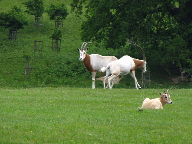 Longleat Safari & Adventure Park 29.05.2011