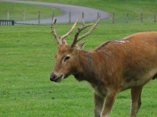 Longleat Safari & Adventure Park 29.05.2011