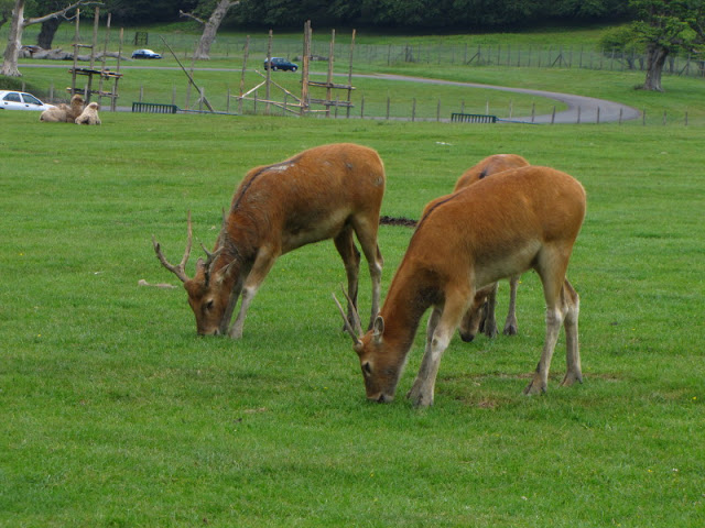 Longleat Safari & Adventure Park 29.05.2011
